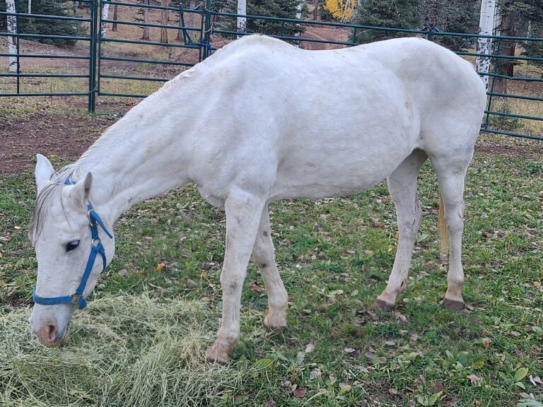 20241025 172456 1 768x576