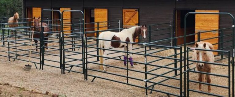 image00000147 1 768x317