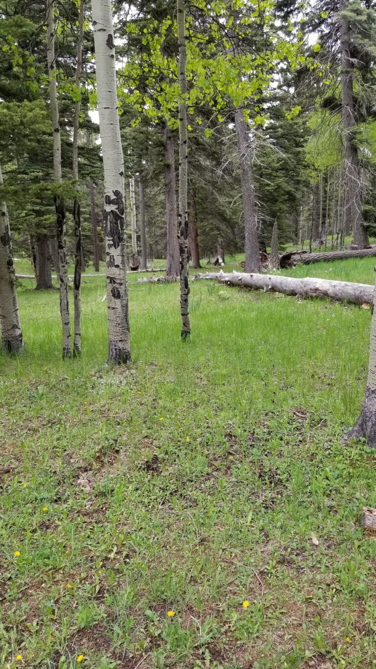 20210605 172355 768x1365